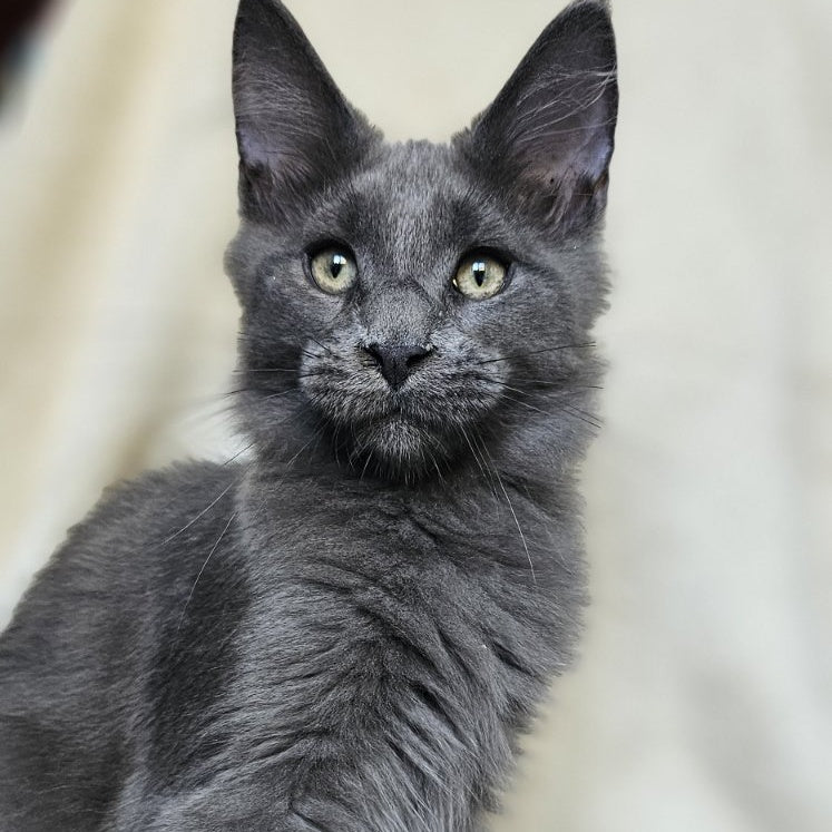 Marsel Maine Coon male, blue