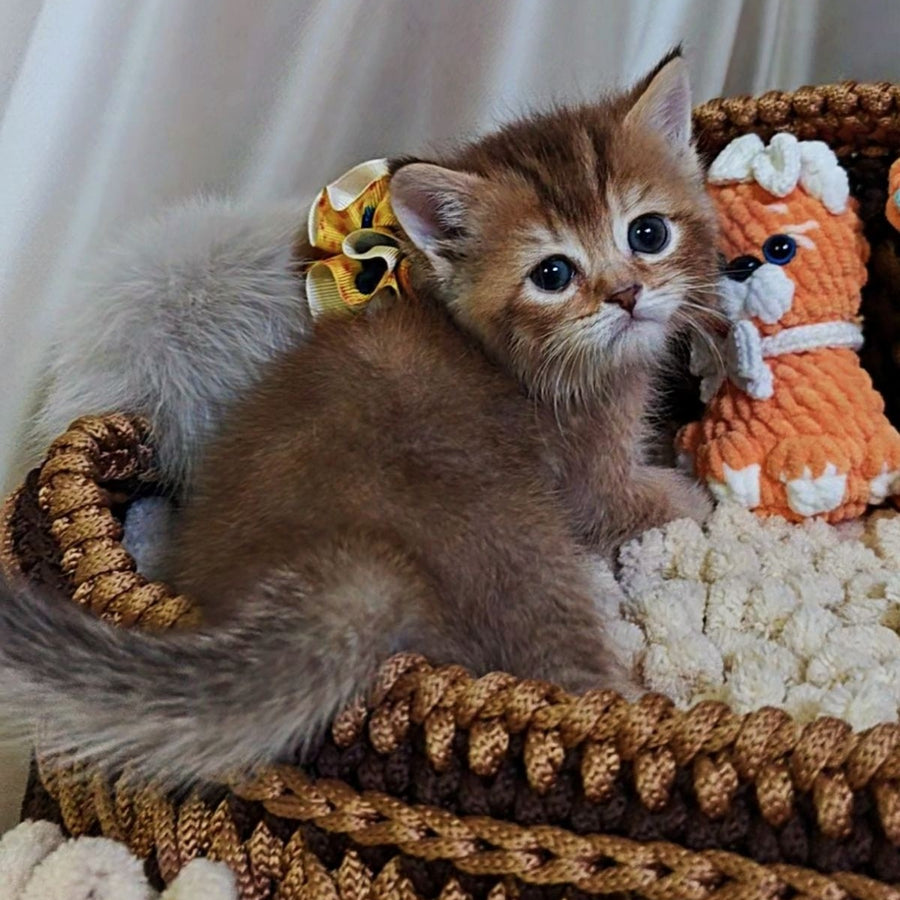 Thais British Shorthair male, chocolate tortie ticked tabby
