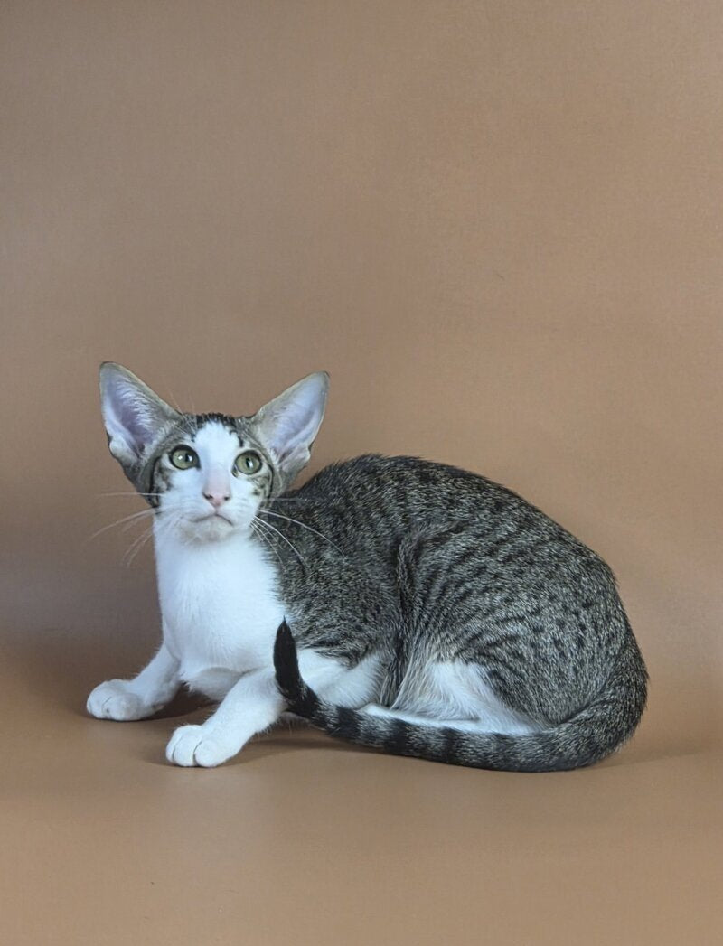 Ulya Oriental Shorthair female black bicolour spotted tabby - live animals