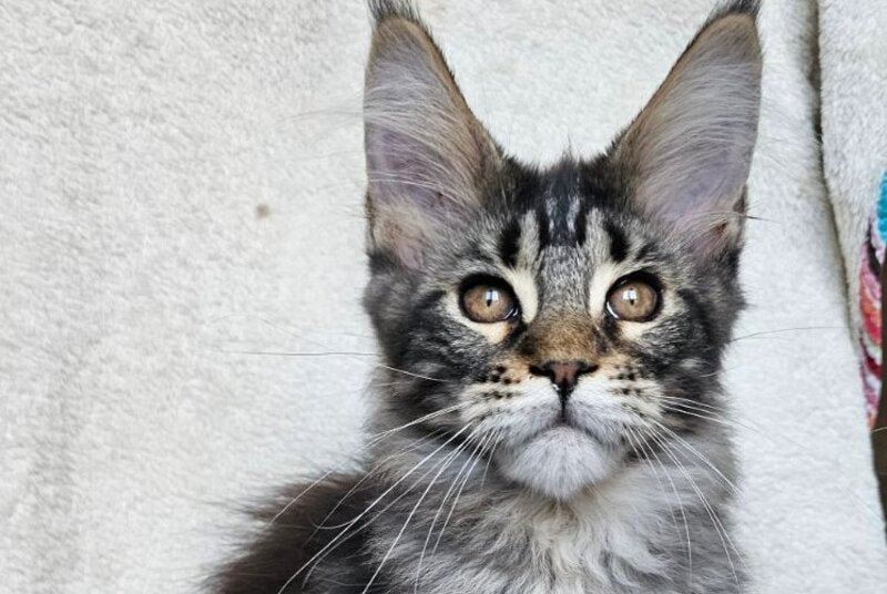 Paprika Maine Coon female black tabby live animals