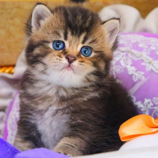 Nestor British Shorthair male, black ticked tabby