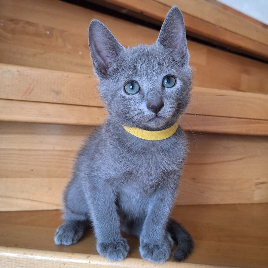 Cesar Russian Blue male, blue