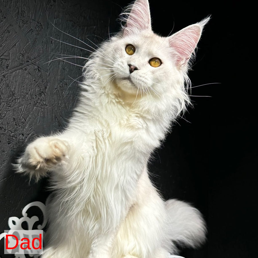 Tabatha Maine Coon female, black silver spotted tabby