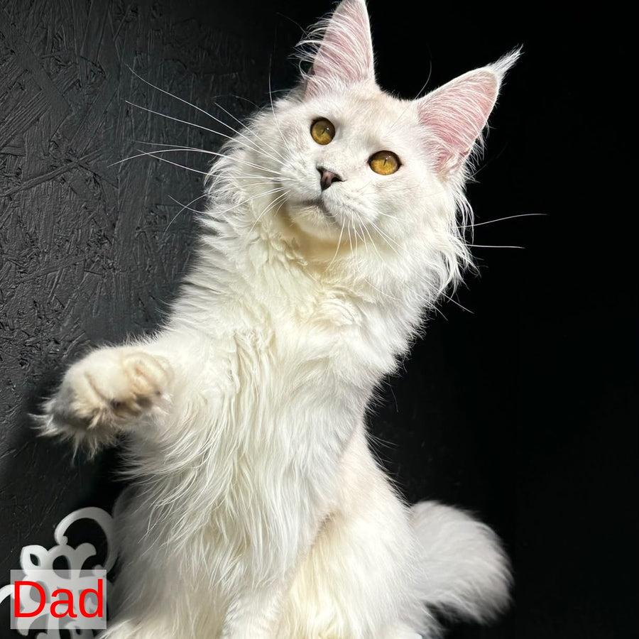 Sangro Maine Coon male, red silver ticked tabby