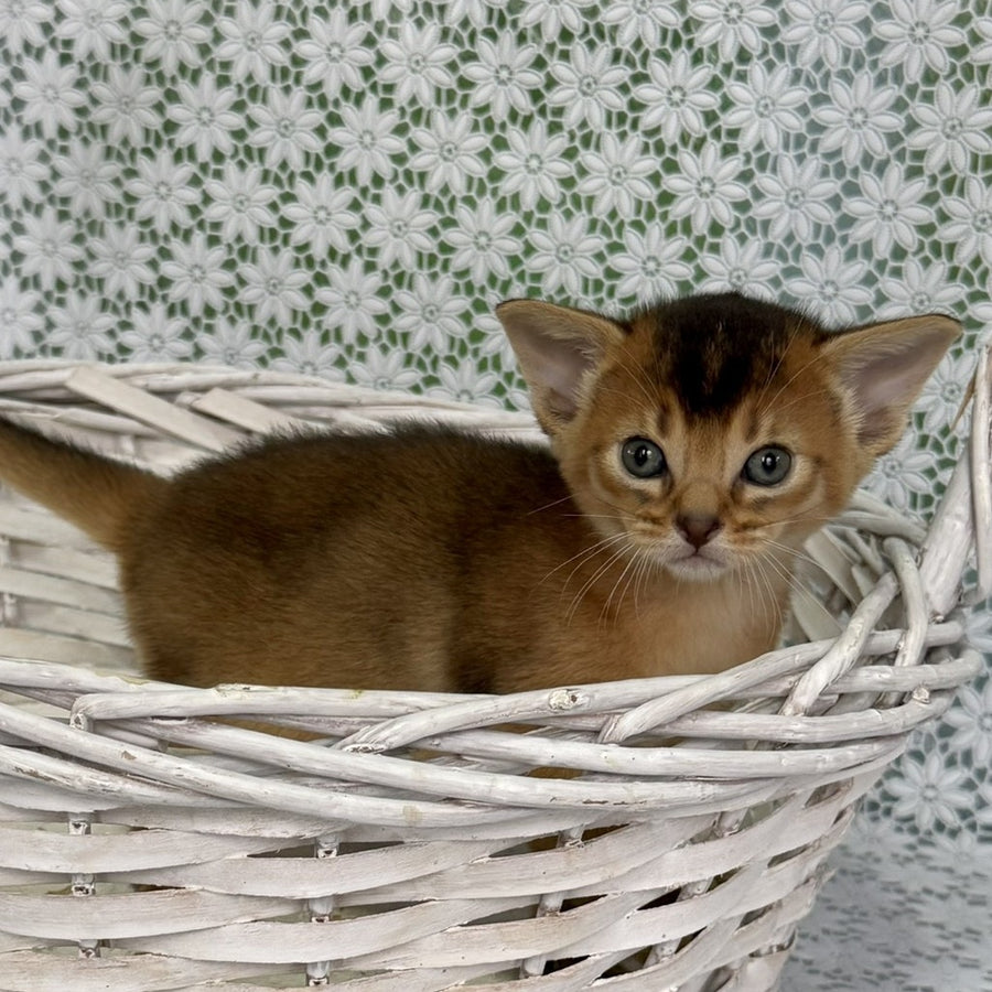 Leon Abyssinian male, ruddy