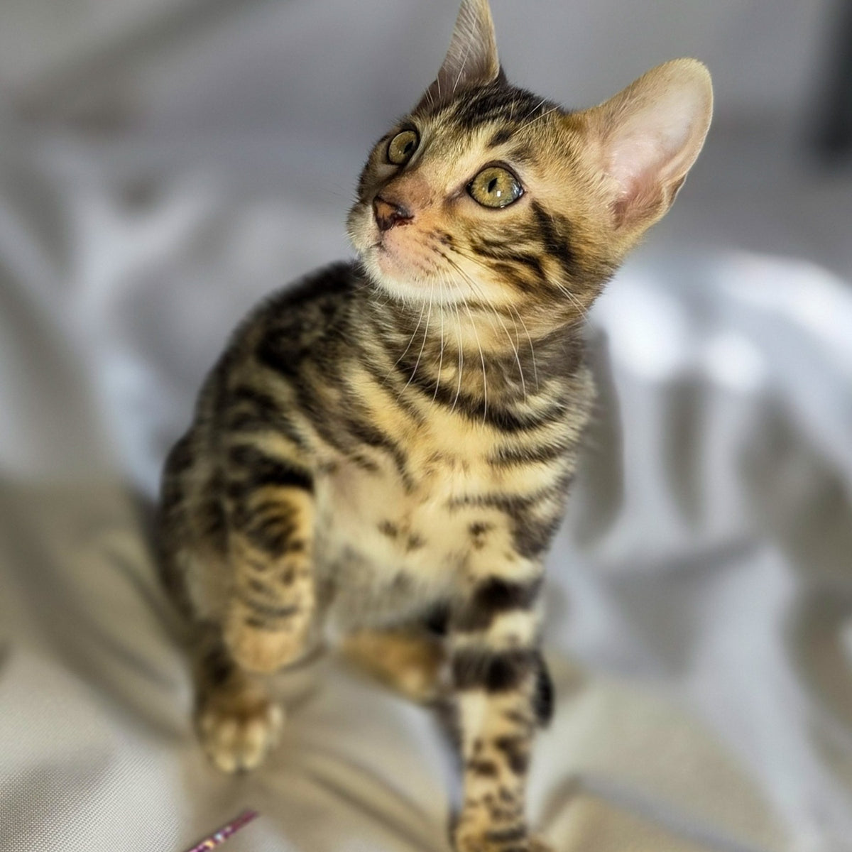 Maui Bengal male, black spotted tabby