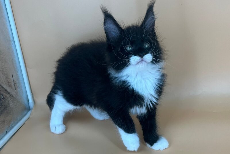 Betmann Maine Coon male, black bicolour