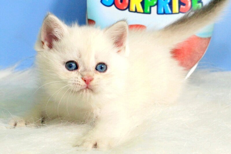 Princess British Shorthair female blue golden shaded - live animals
