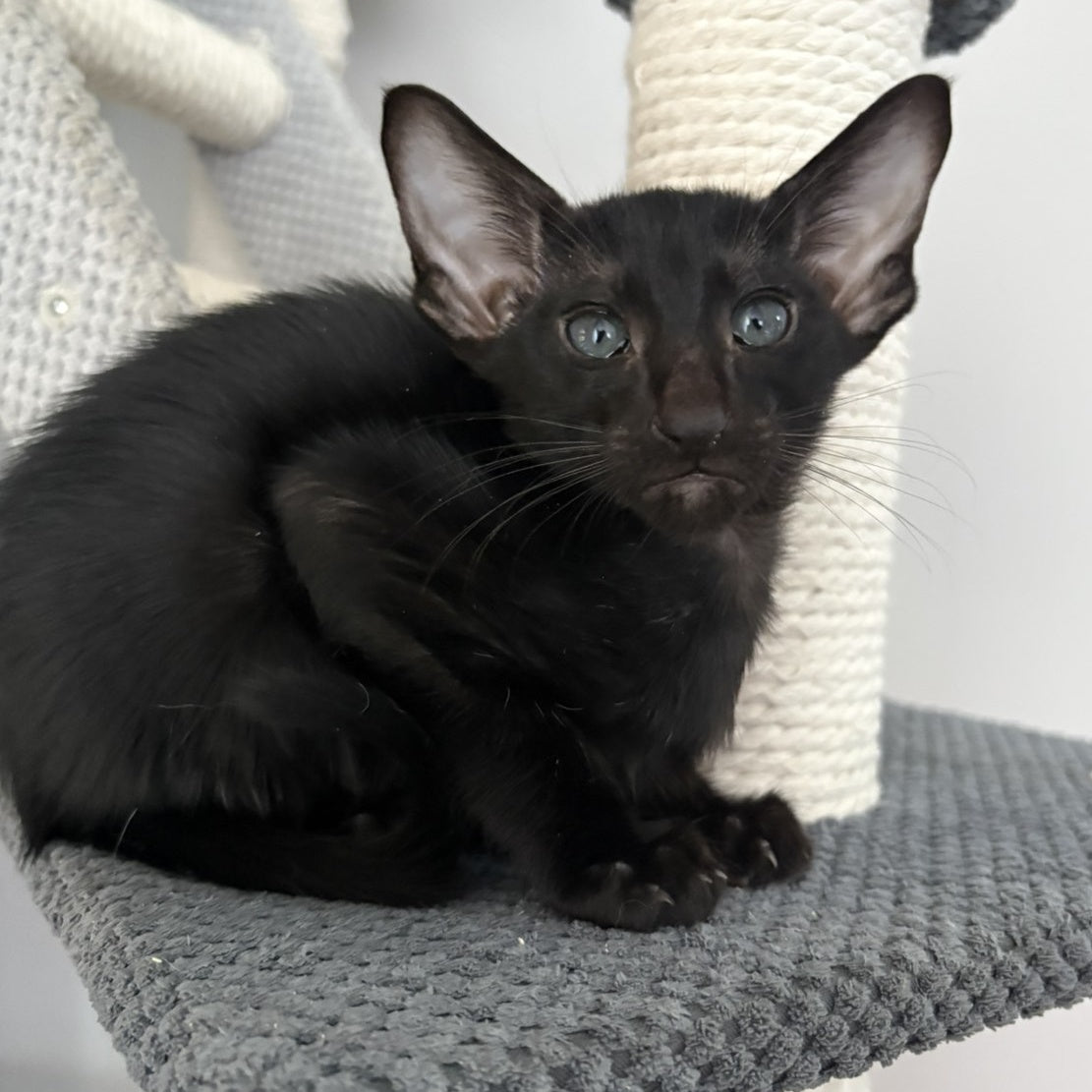 Dallas Oriental Shorthair male, black