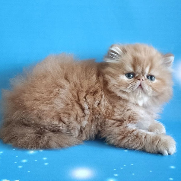 Sonata Persian female, red tabby