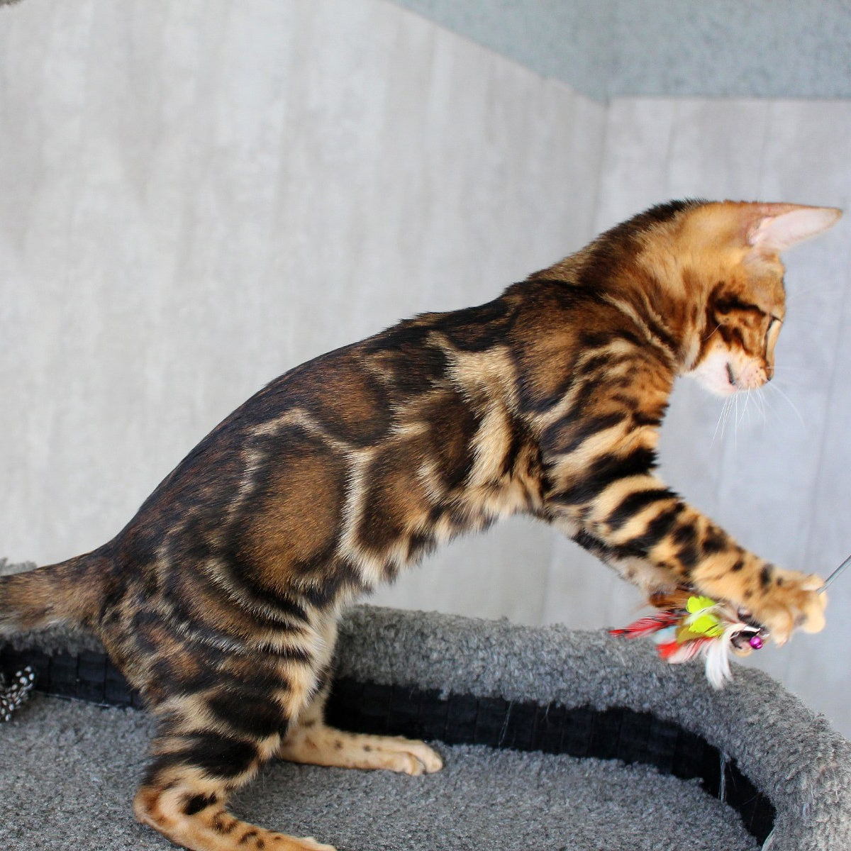 Elsa Bengal female, black spotted tabby