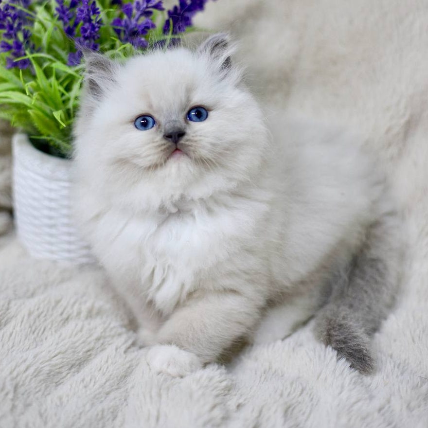 Rolex Ragdoll male, blue mitted