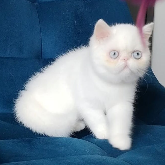 Hanna Exotic female, white