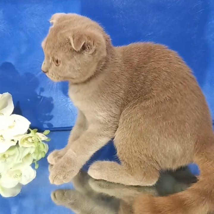 Emelya Scottish Fold male, blue