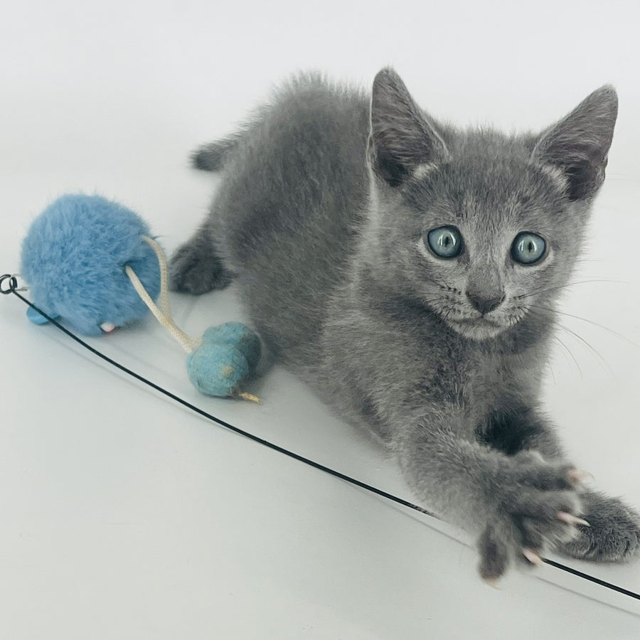 Aron Russian Blue male, blue