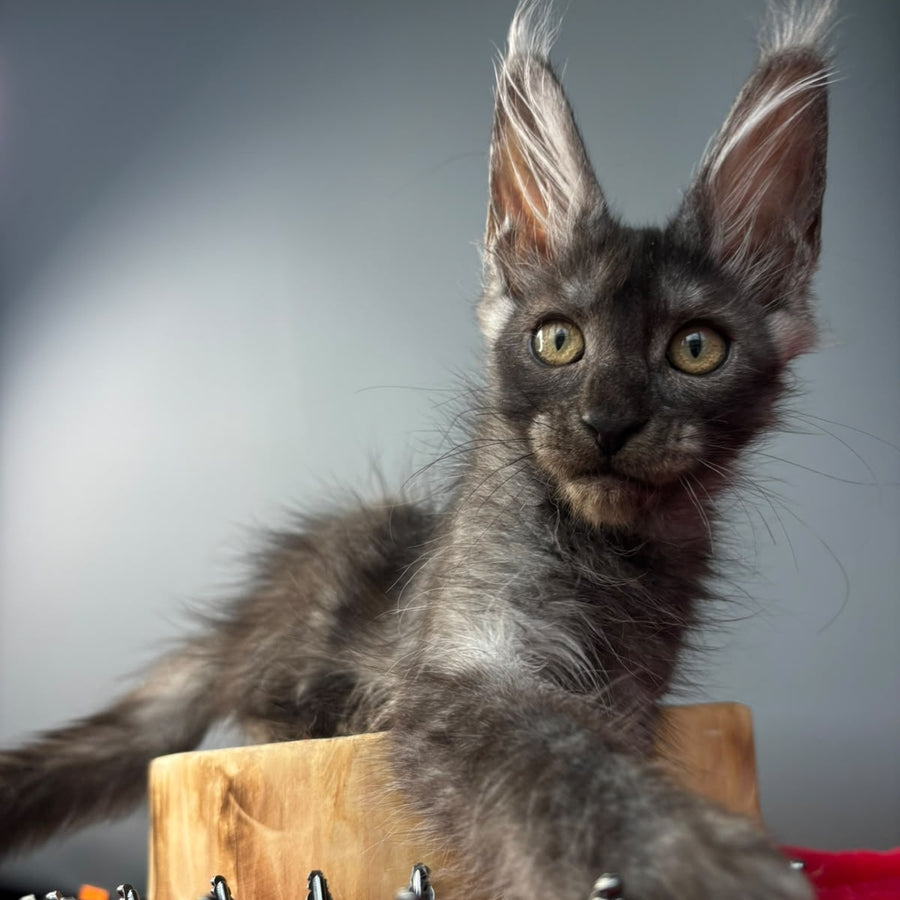Adam Maine Coon male, black silver
