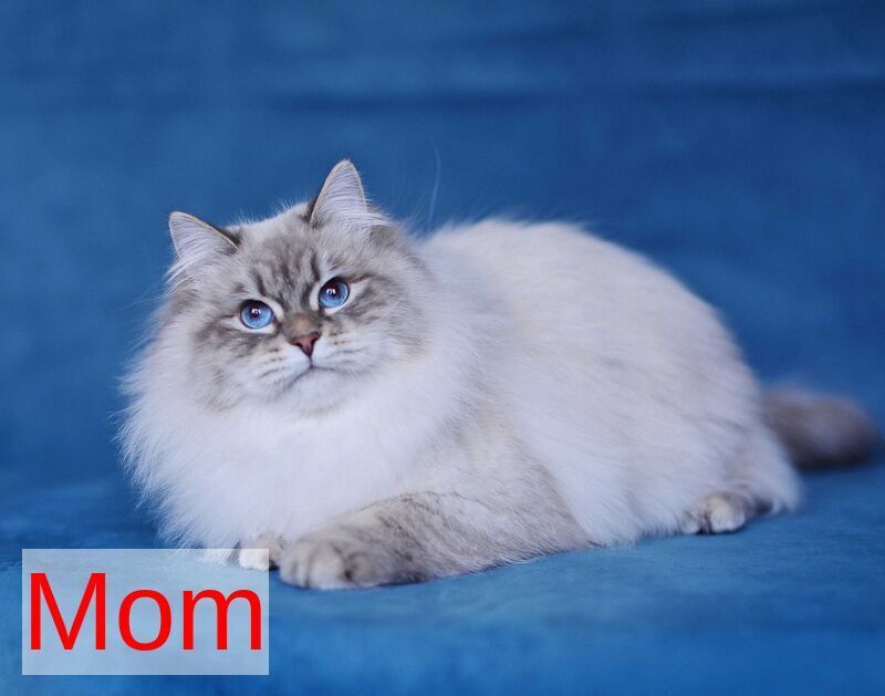 Olimpia Siberian female, black spotted tabby