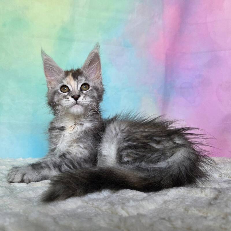 Psychea Maine Coon female, black tortie silver ticked tabby