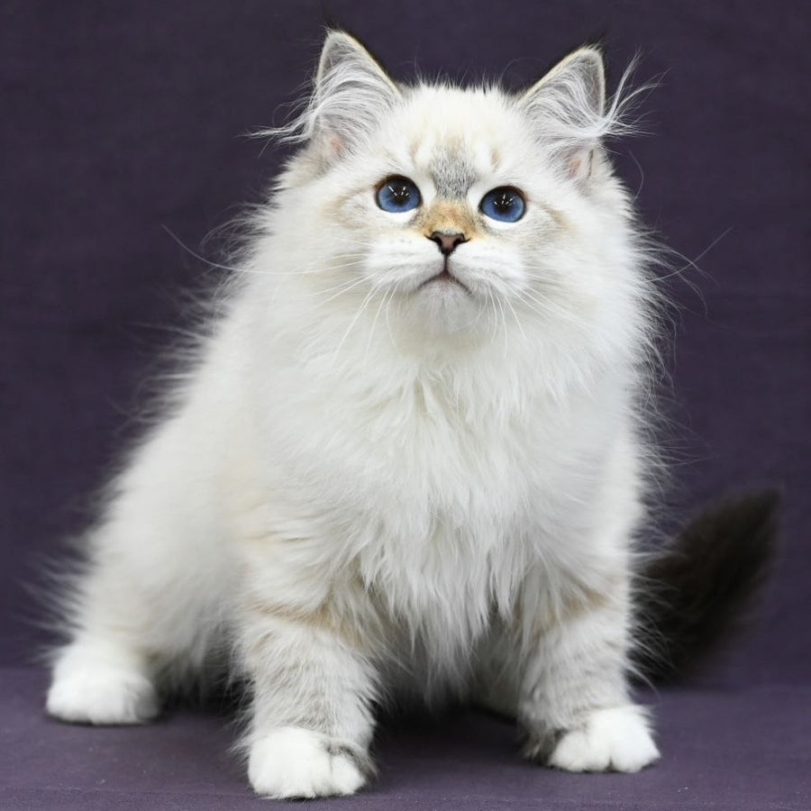 Lika Siberian female, black tabby pointed with white