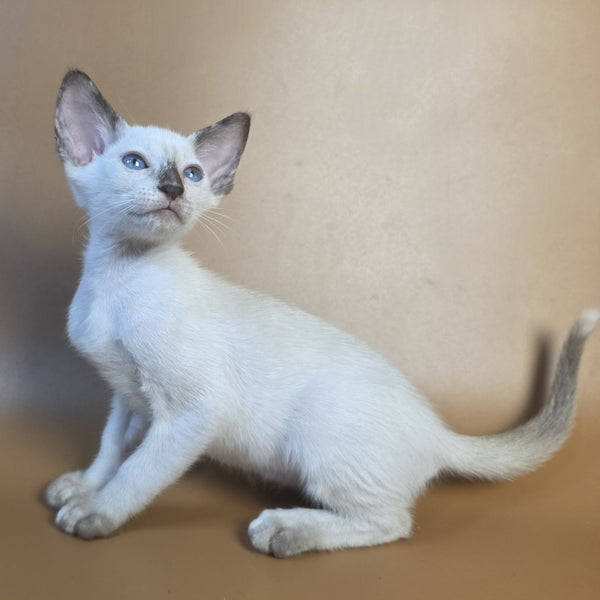 Eir Siamese female, black tortie