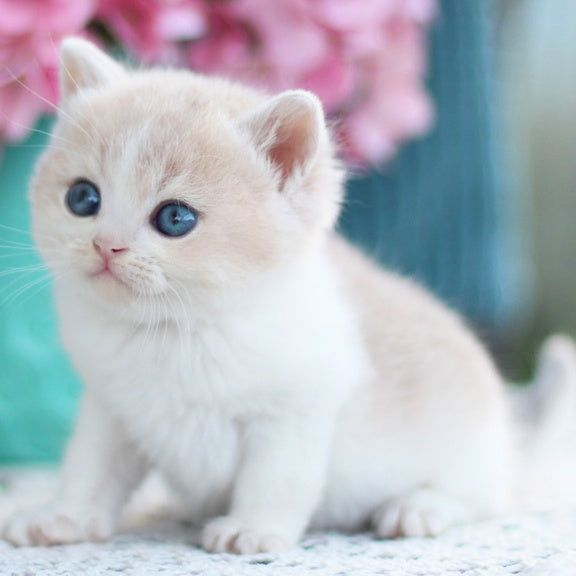 Frank British Shorthair male, blue golden shaded bicolour