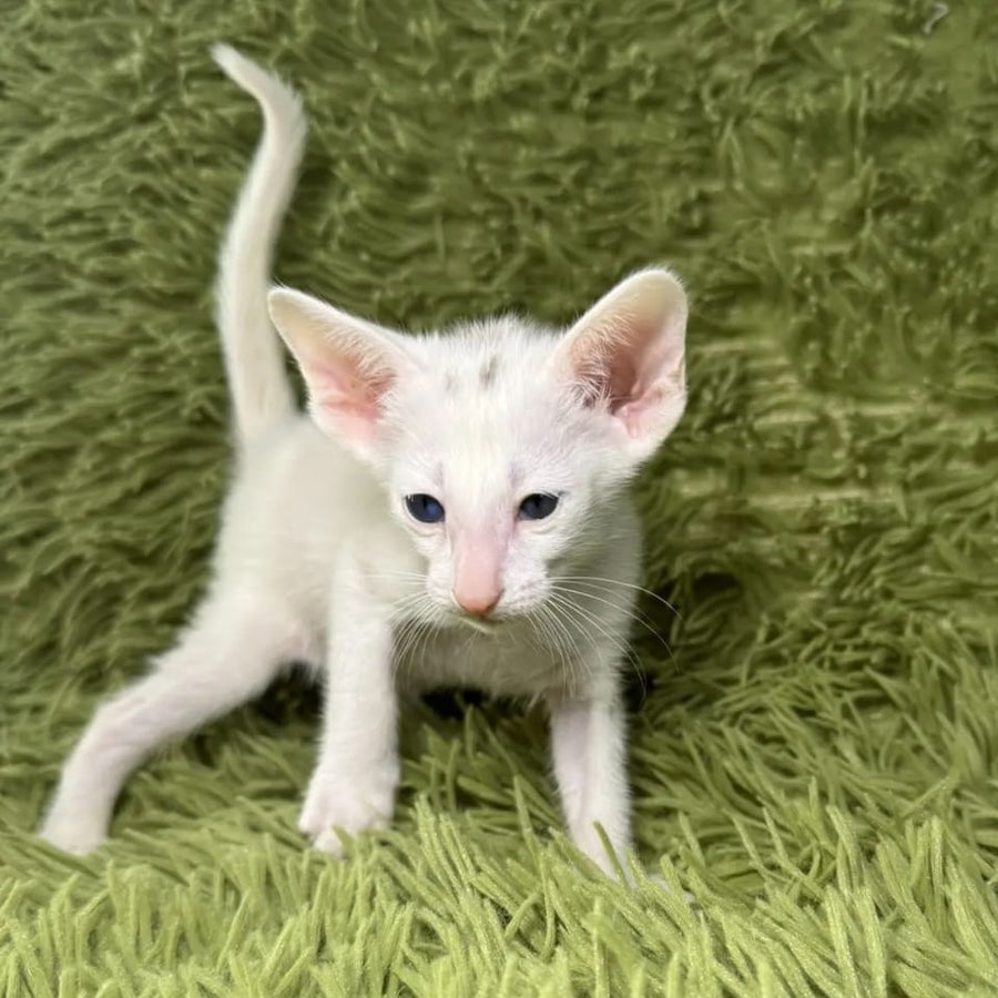 Diva Oriental Shorthair female, white