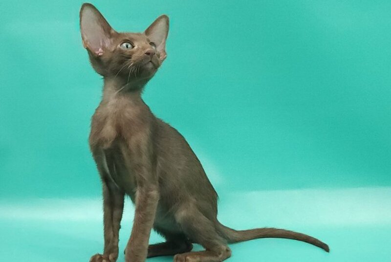 Sansay Oriental Shorthair male, chocolate