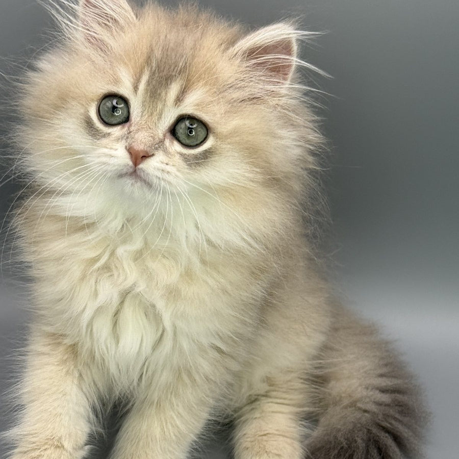 Jardin Scottish Straight female, blue golden shaded