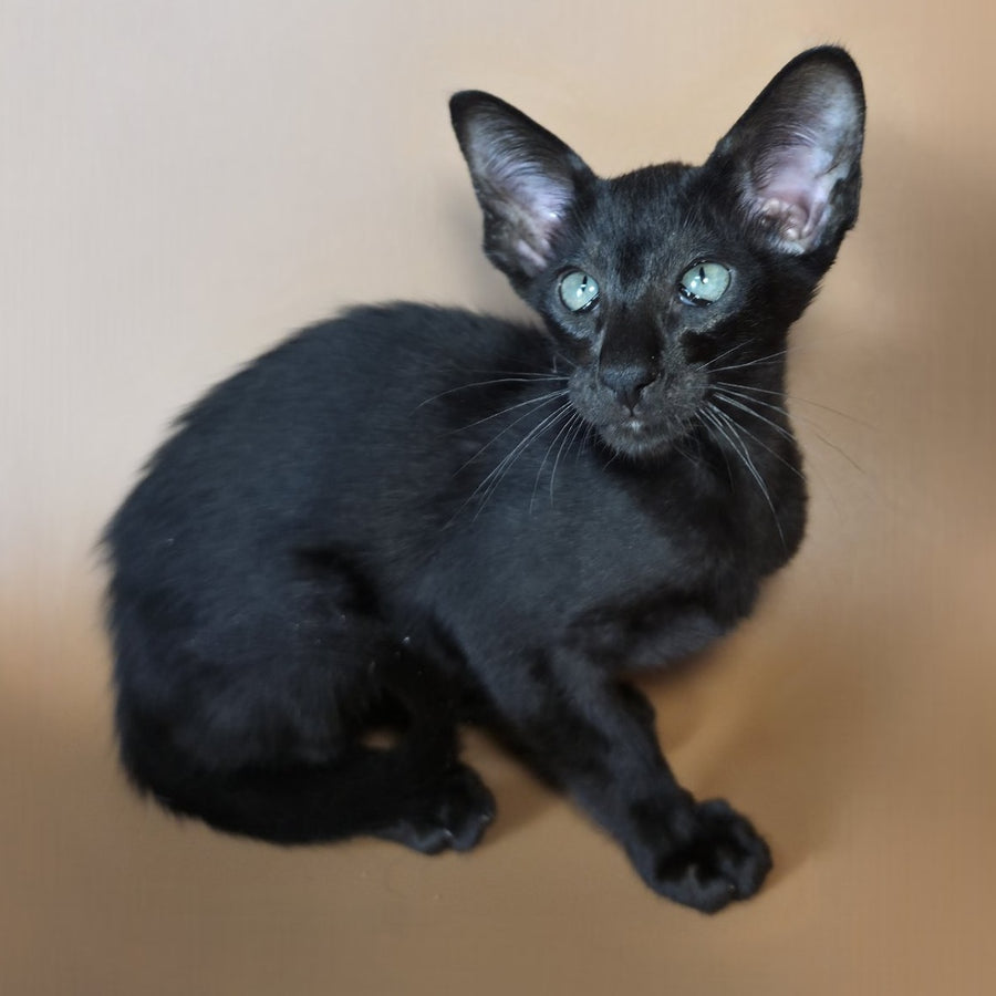 Lupin Siamese male, black