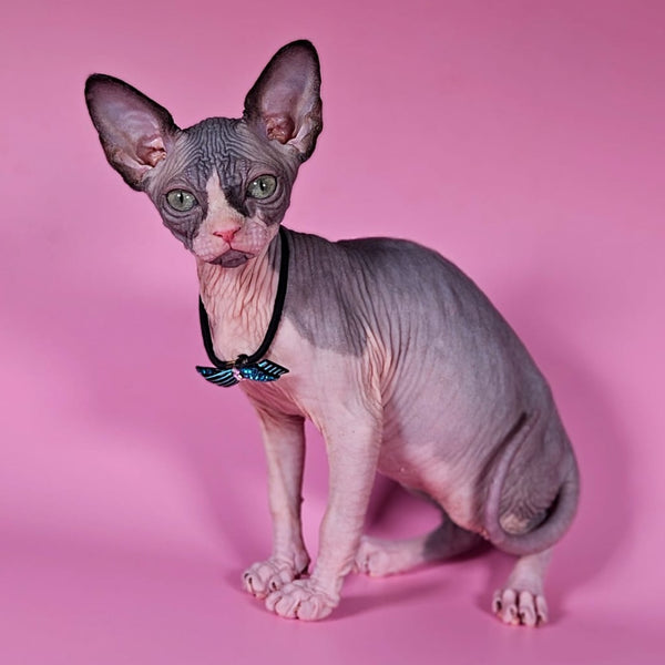 Basalt Canadian Sphynx male, black bicolour