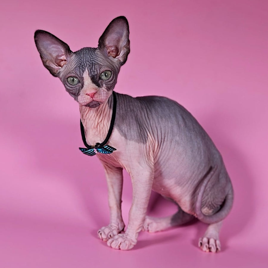 Basalt Canadian Sphynx male, black bicolour