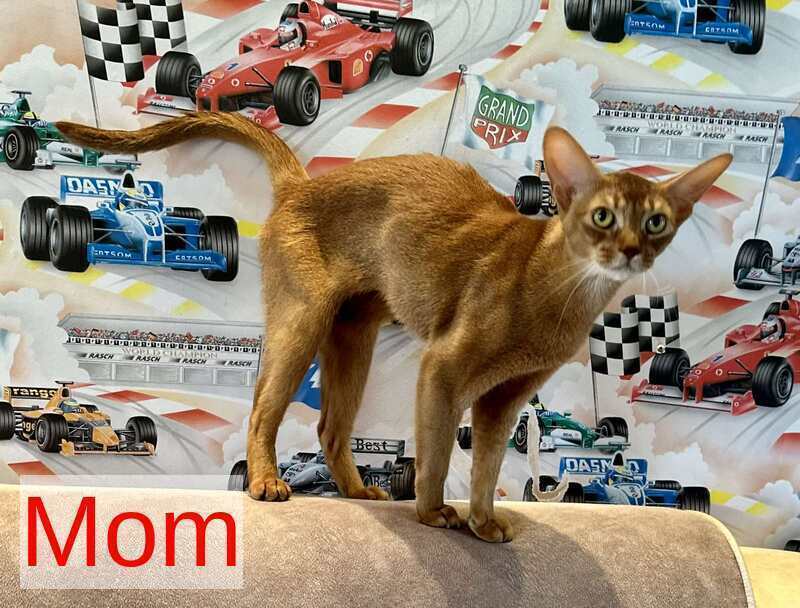 Ellada Abyssinian female sorrel - live animals