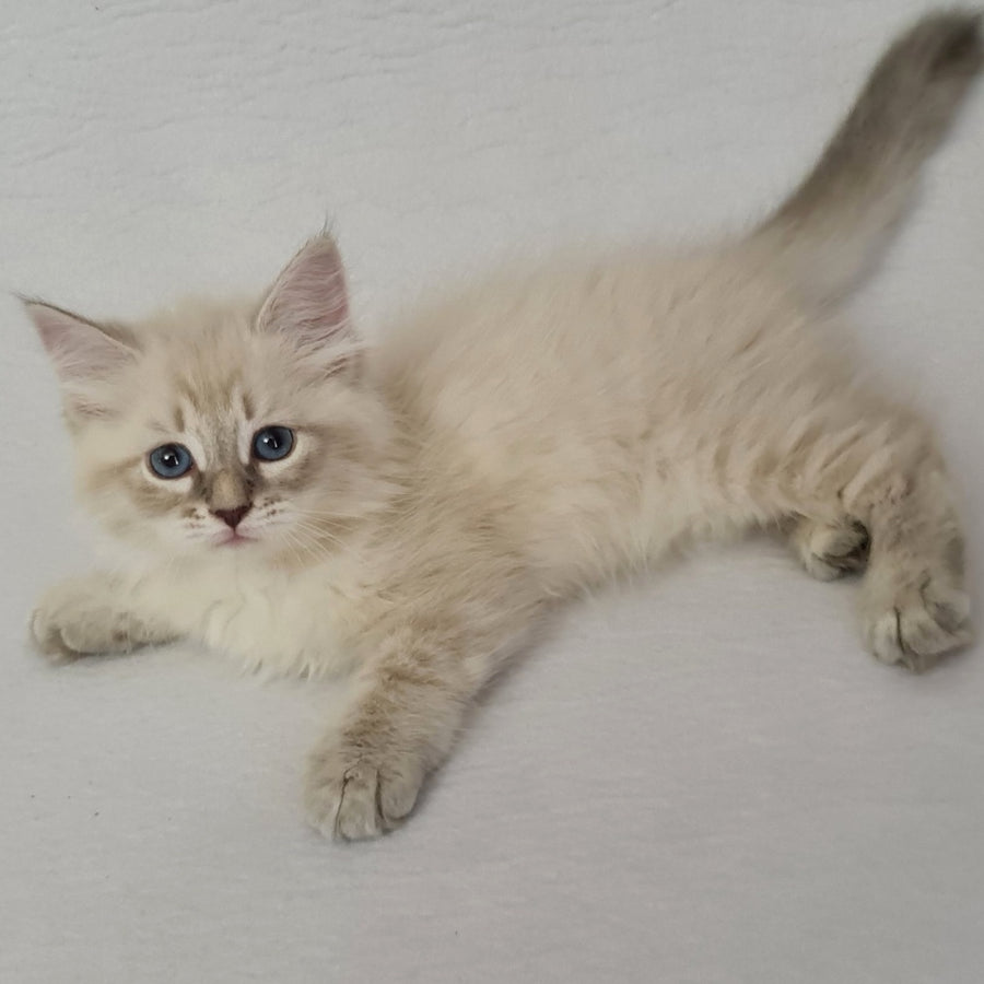 Bella Siberian female, blue tabby pointed