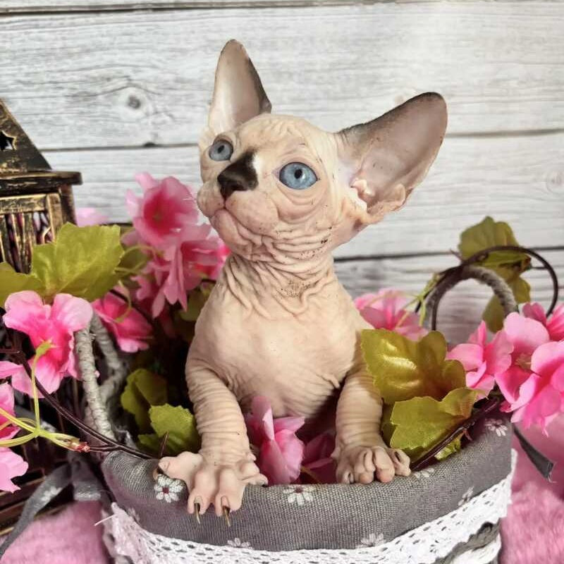 Baly Canadian Sphynx male, black pointed bicolour