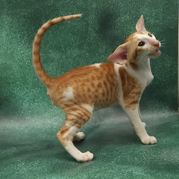 Ziggy Oriental Shorthair male, red bicolour spotted tabby