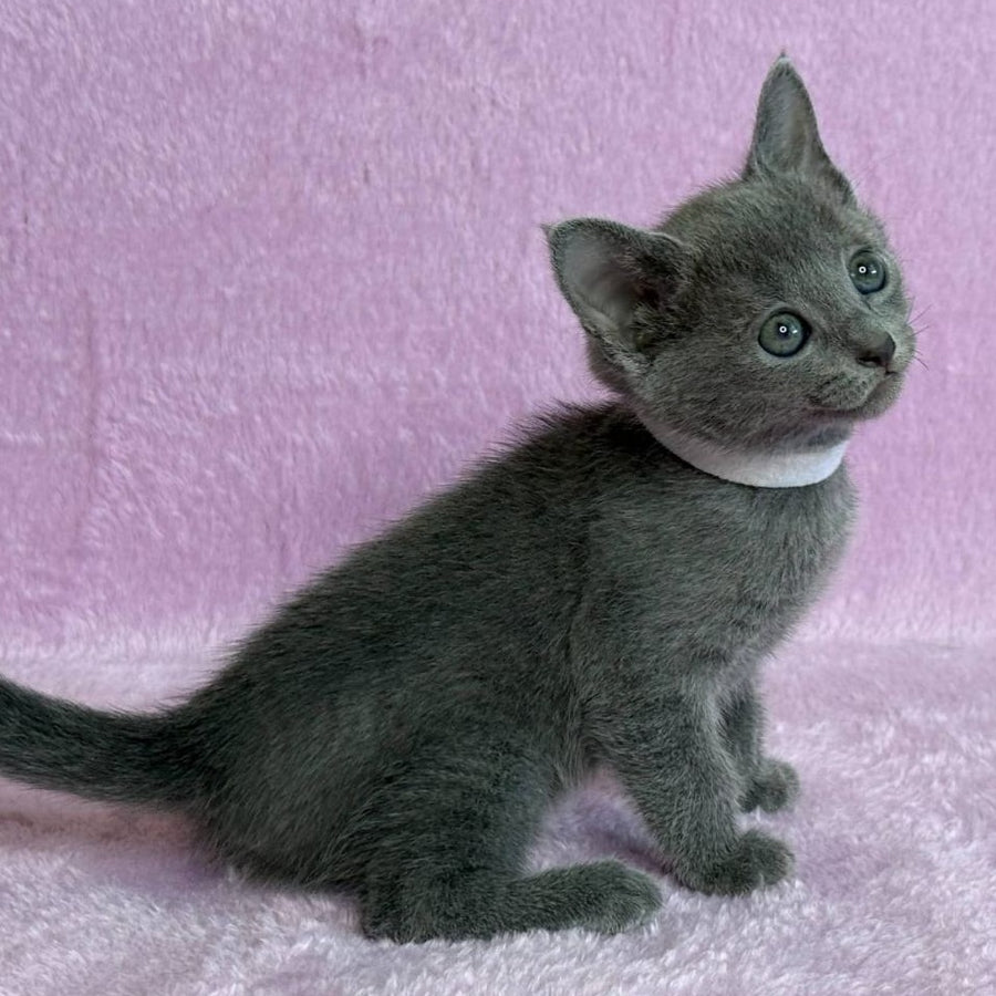 Louise Russian Blue female, blue