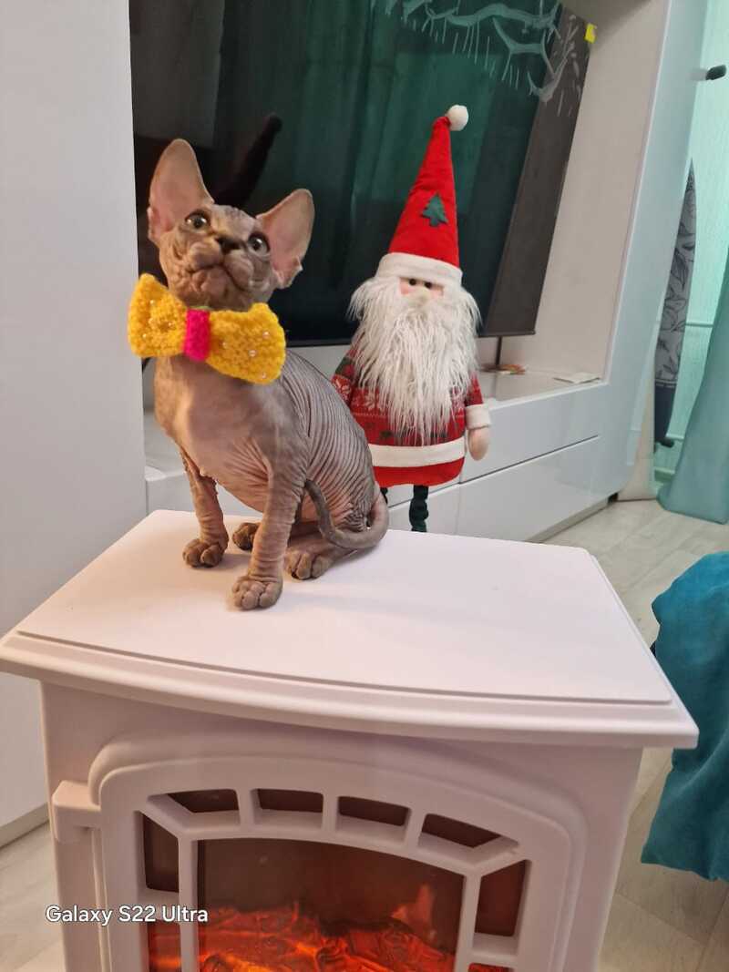 Dasha Canadian Sphynx female black tabby - live animals