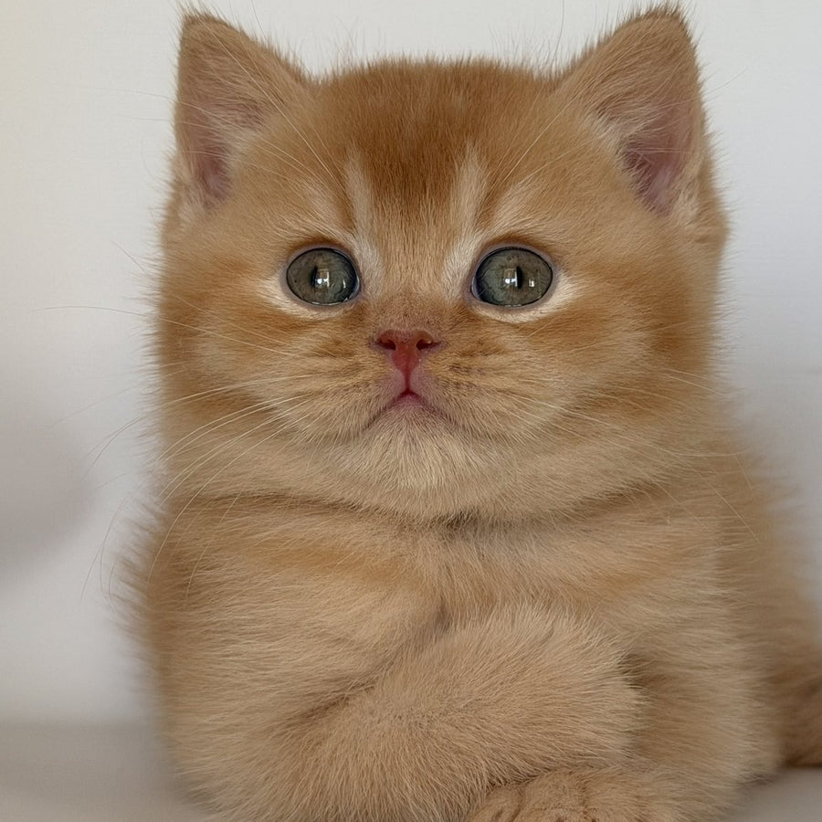 Gio British Shorthair male, red