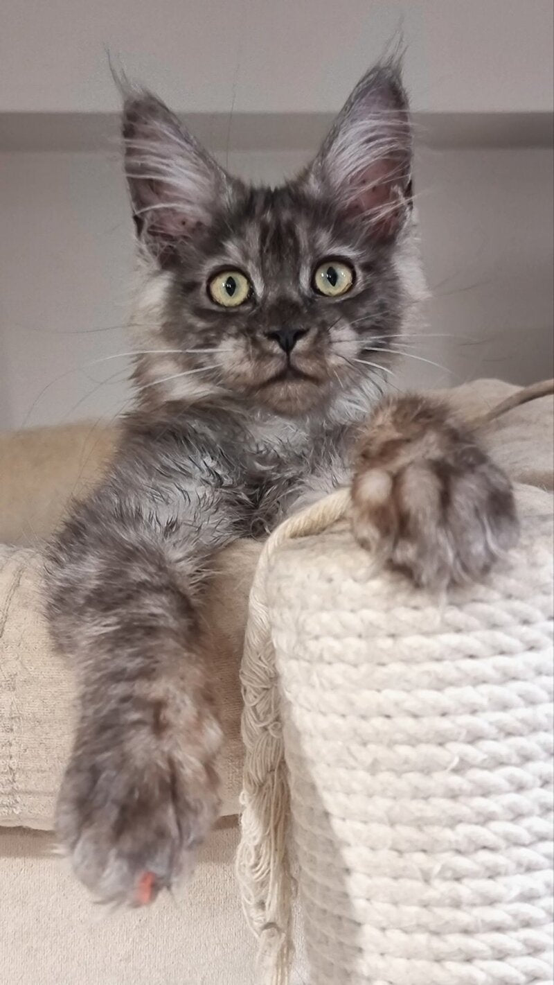 Cassia Maine Coon female black silver - live animals
