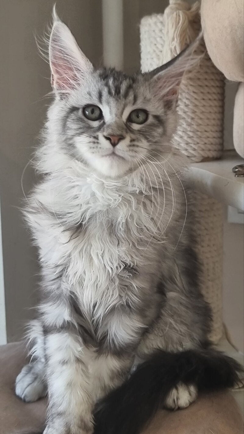Dafna Maine Coon female black silver tabby - live animals