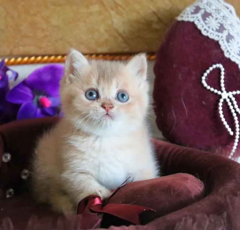 Richie British Shorthair female, lilac golden shaded