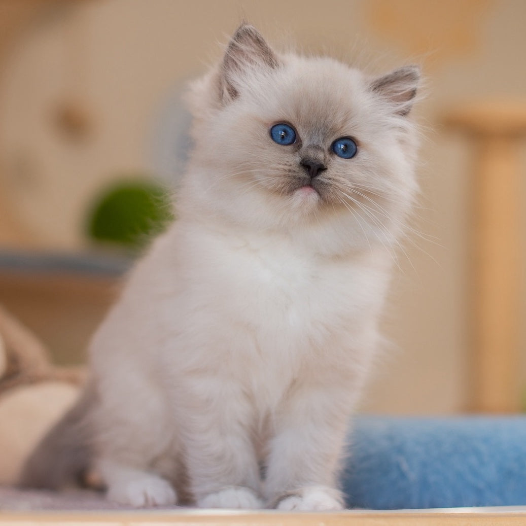 Yeshi Ragdoll male, blue mitted