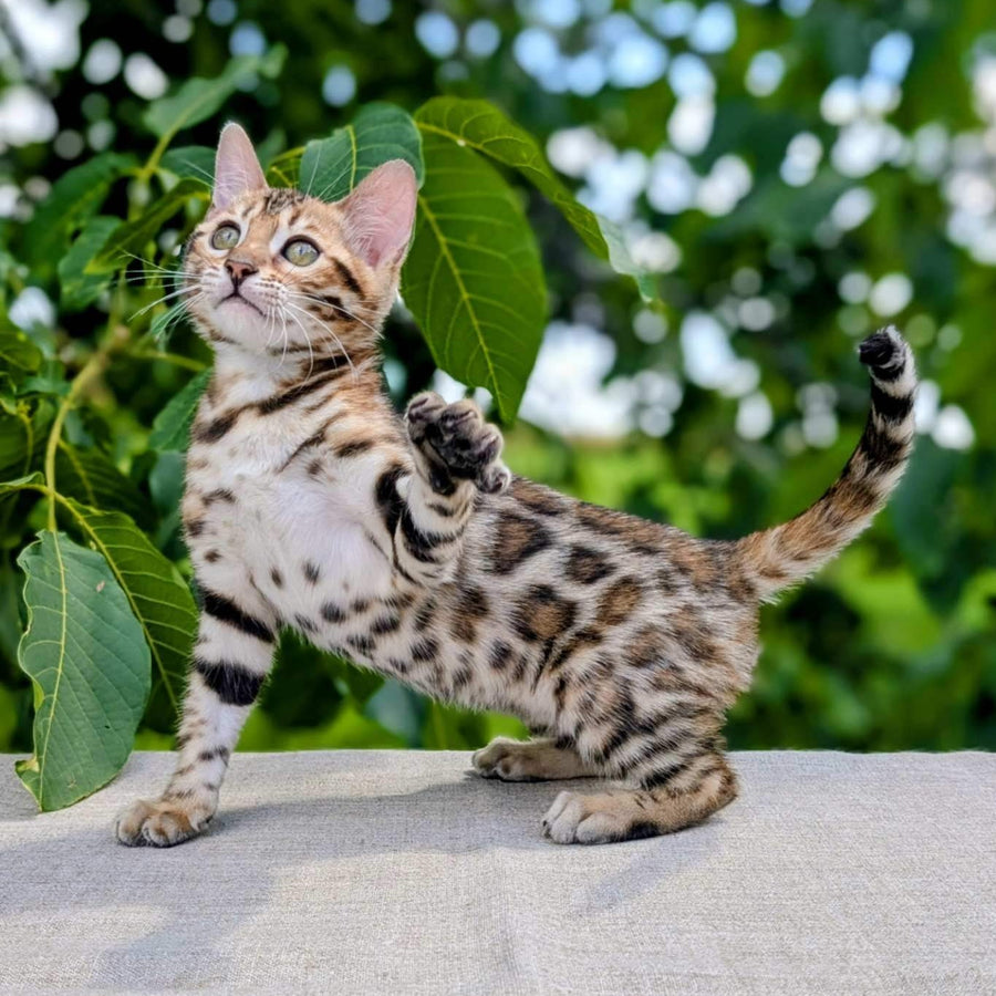 Zuri Bengal female, black spotted tabby
