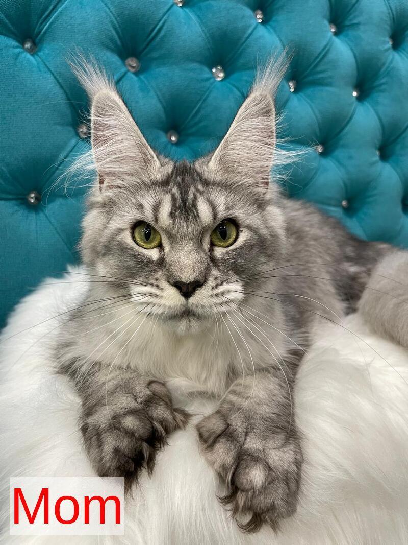 Dankos Maine Coon polydactyl male, black silver ticked tabby
