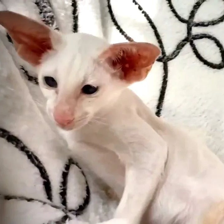 Arcadiy Siamese male, cream