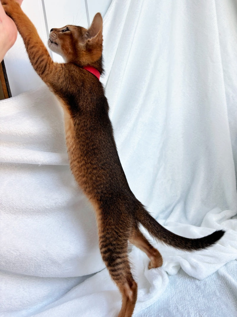 Sara Abyssinian female, ruddy