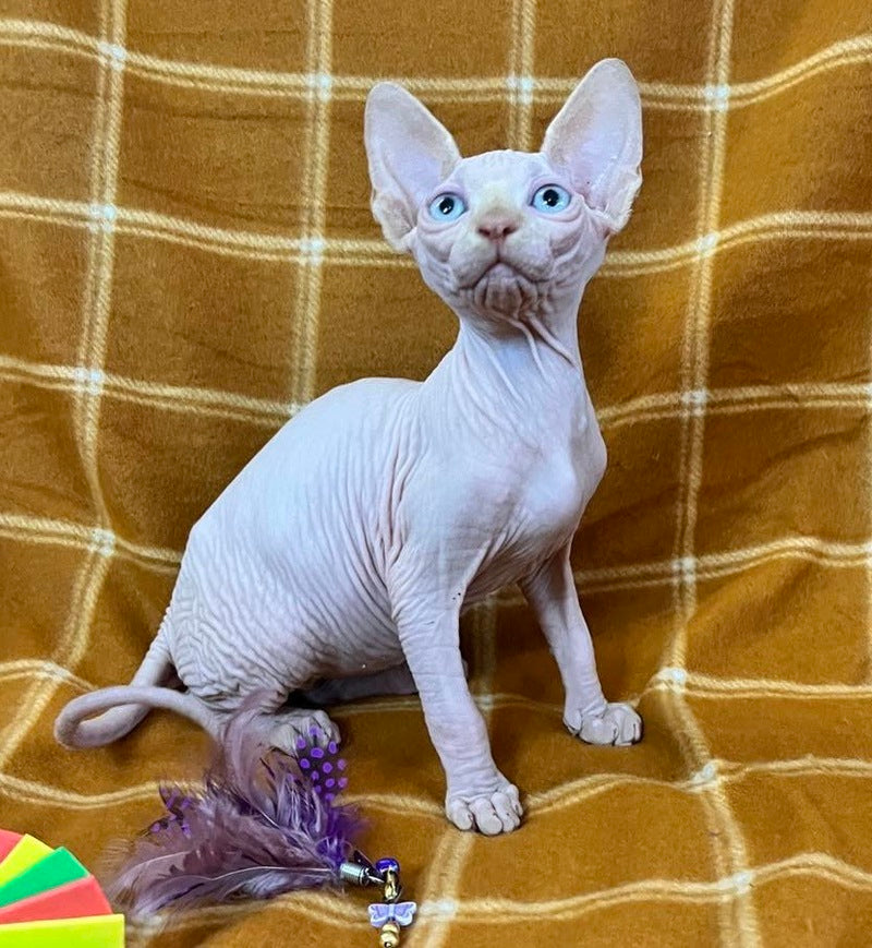 Dekster Canadian Sphynx male, red pointed