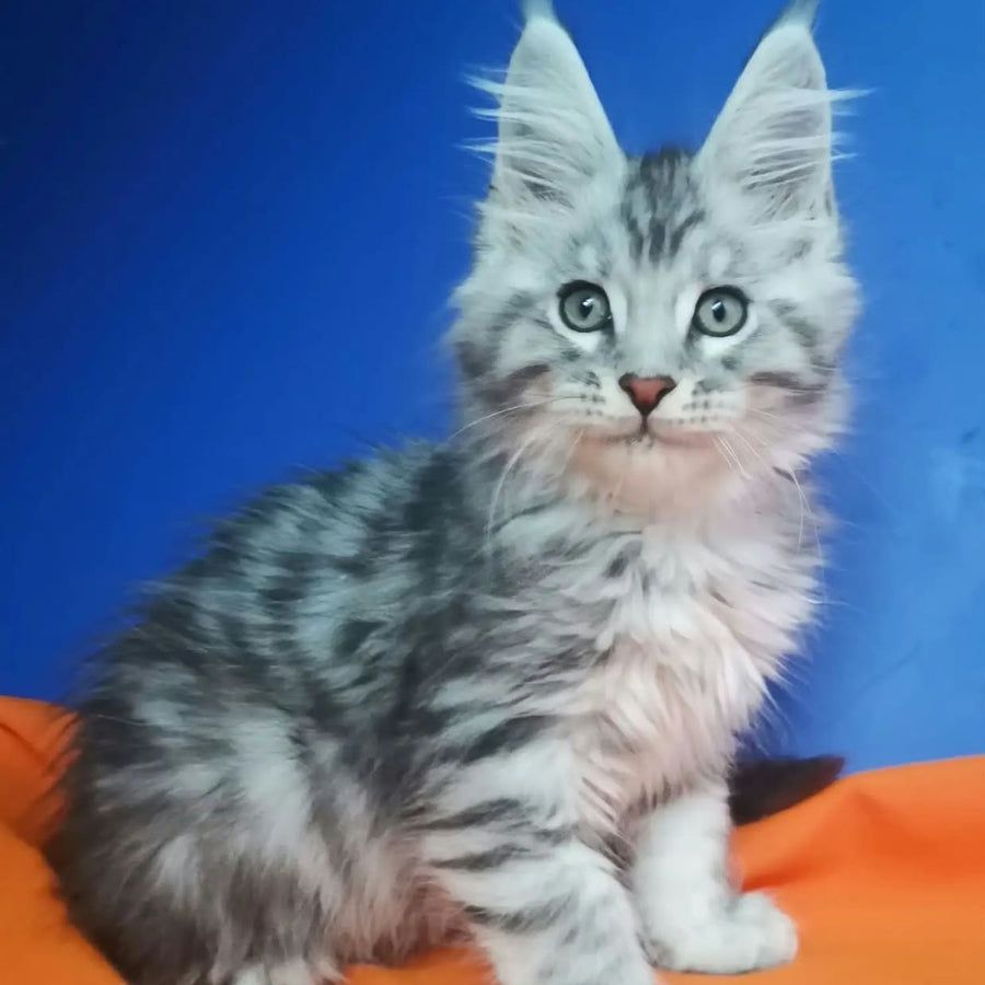 Iris Maine Coon male, black silver spotted tabby