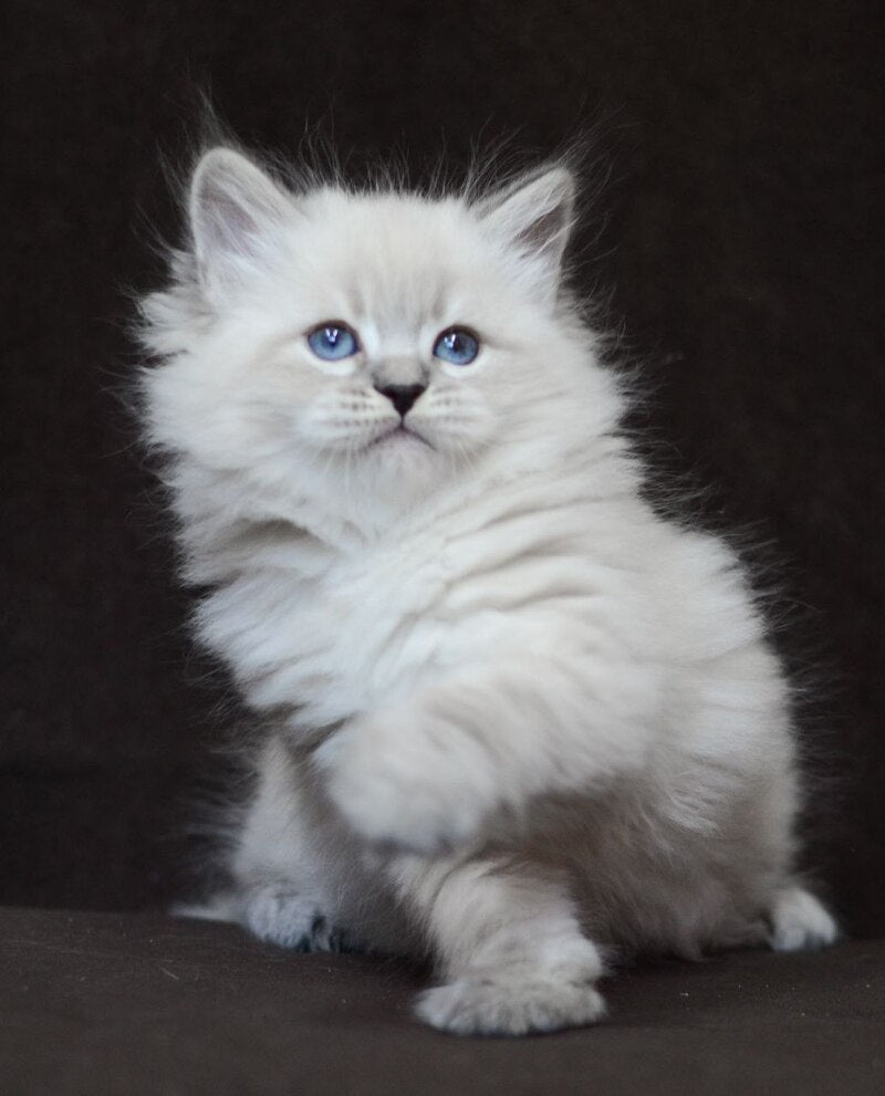 Eliksir Neva Masquerade male, blue tabby pointed