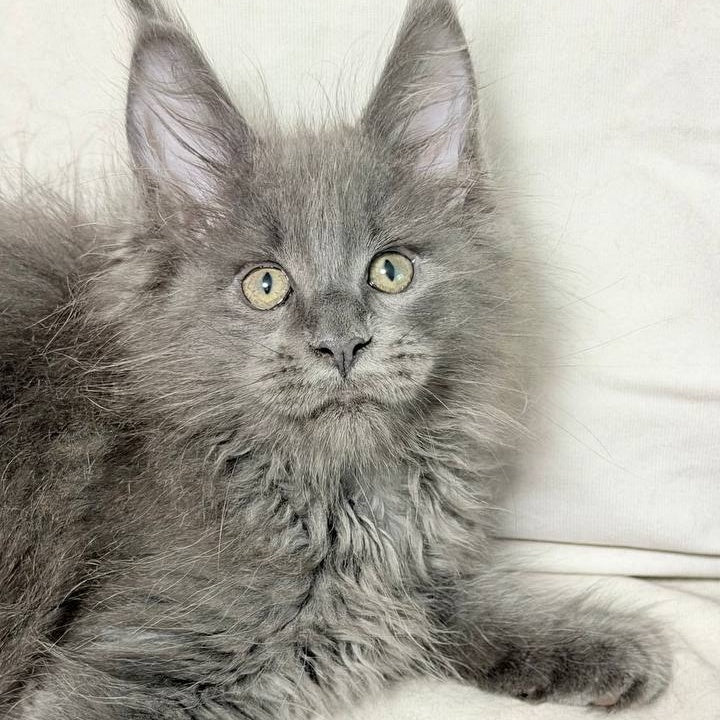Jazz Maine Coon male, blue silver